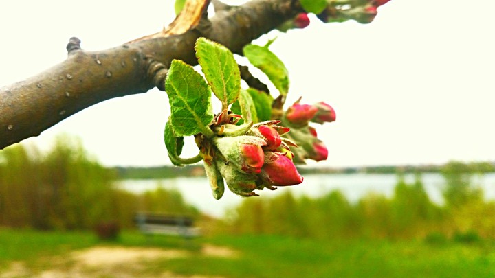 Blüte mit see im Hintergrund