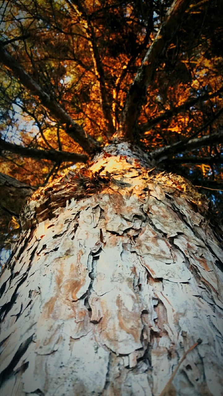 Tree.