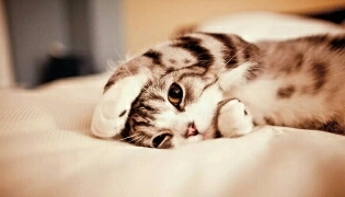 A cute cat