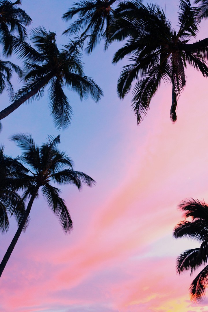пальмы