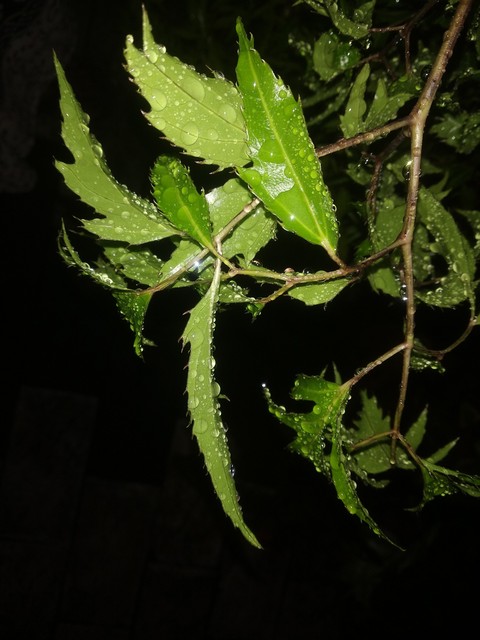 шпалери dark, plant