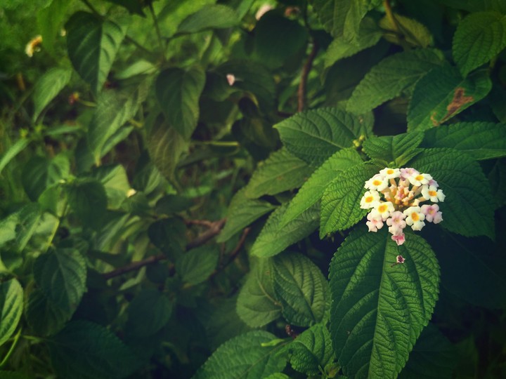 flower and leaves