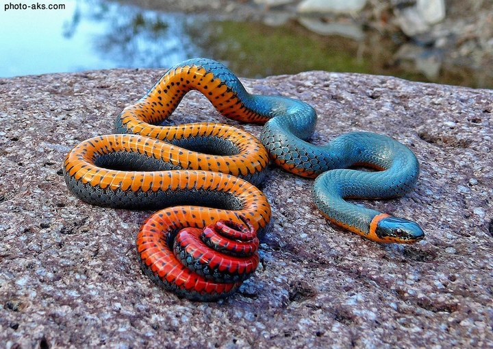 cobra