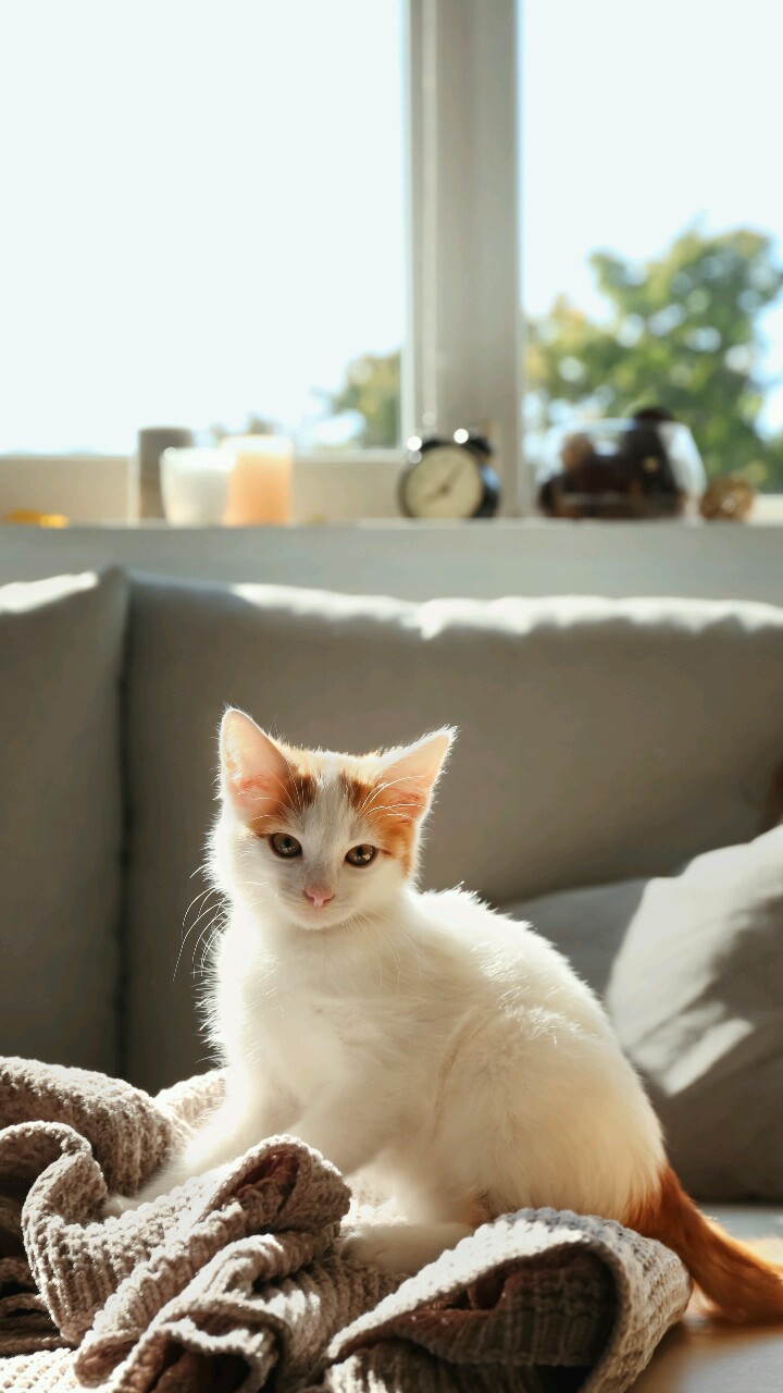 냥이