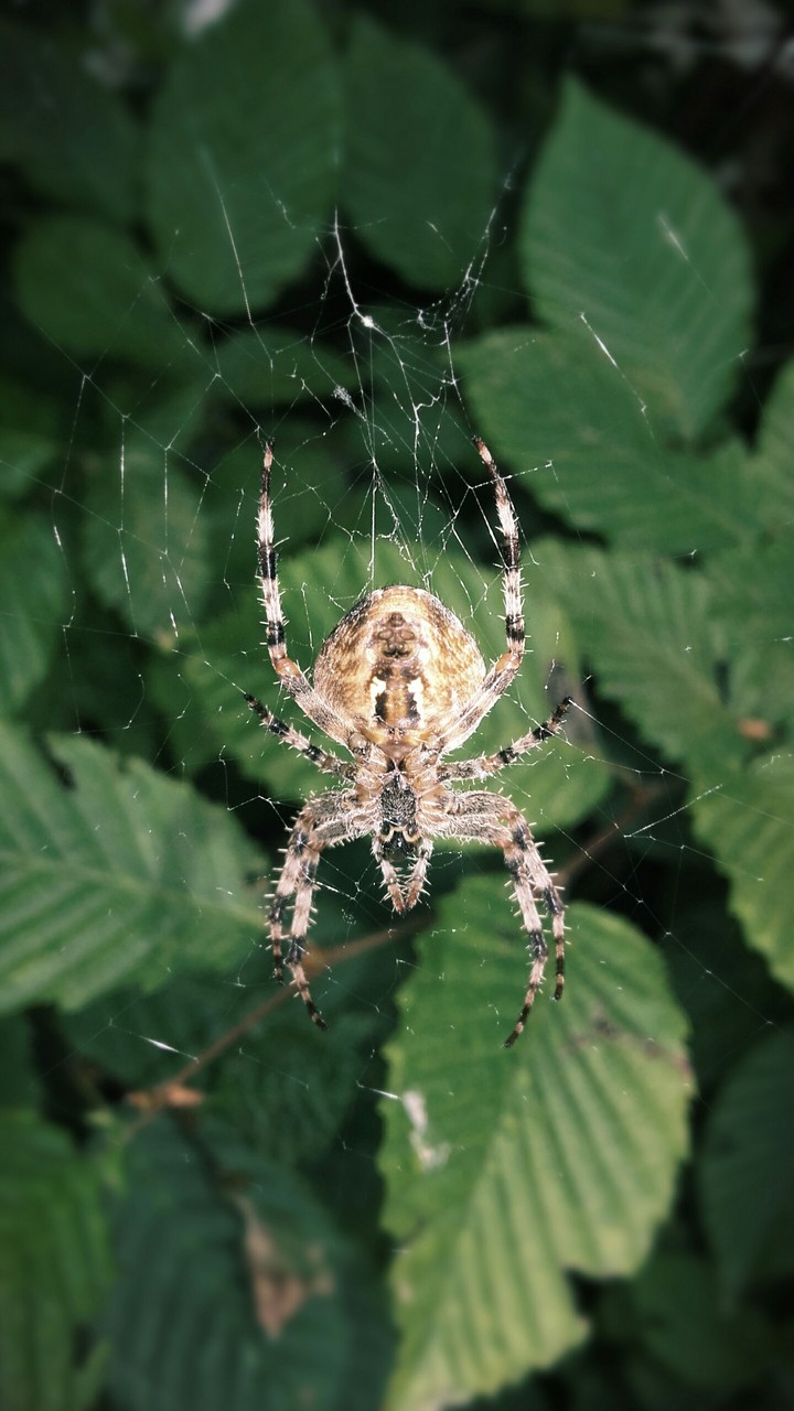 Orb weaver
