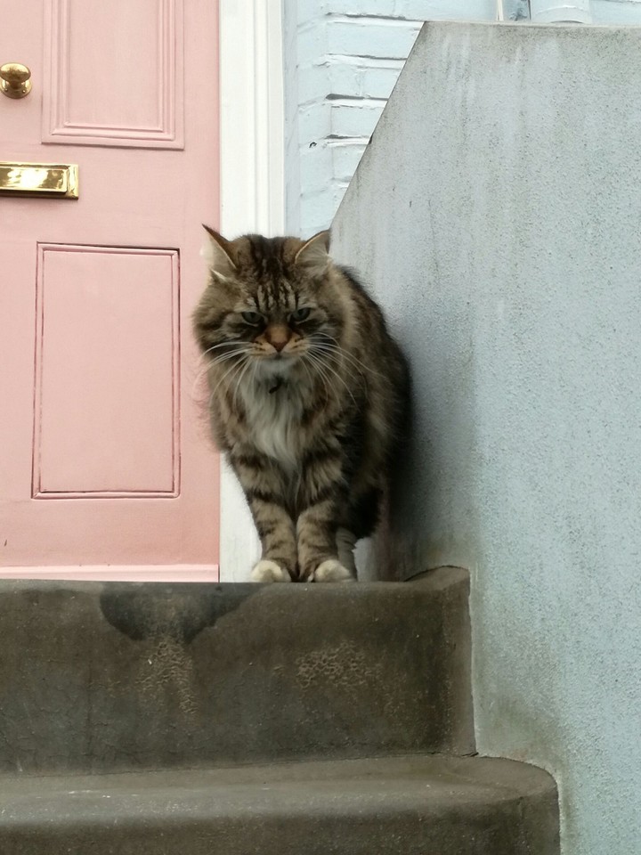 Kitty