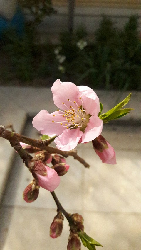 nectarine blossom