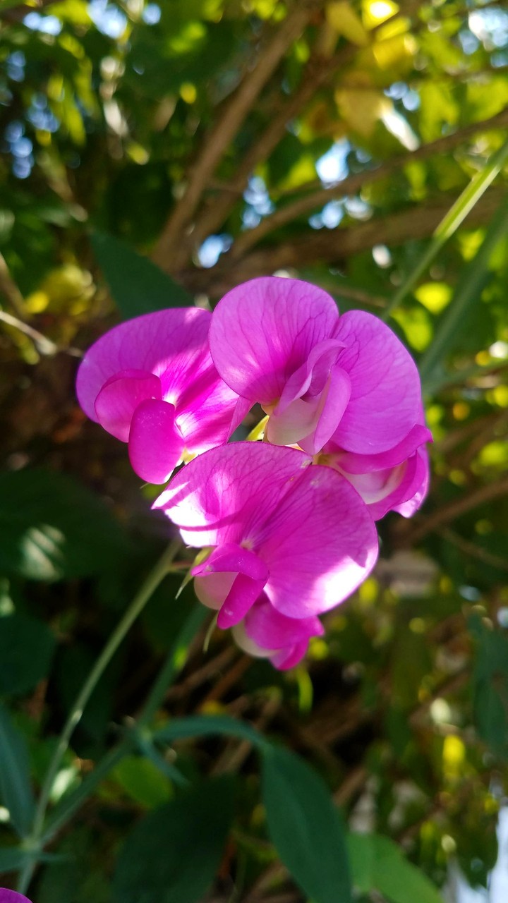 Purple flower