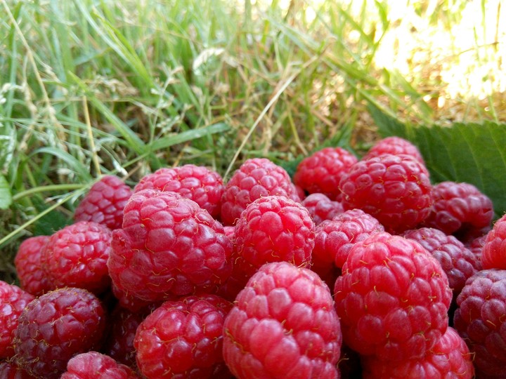 again raspberry