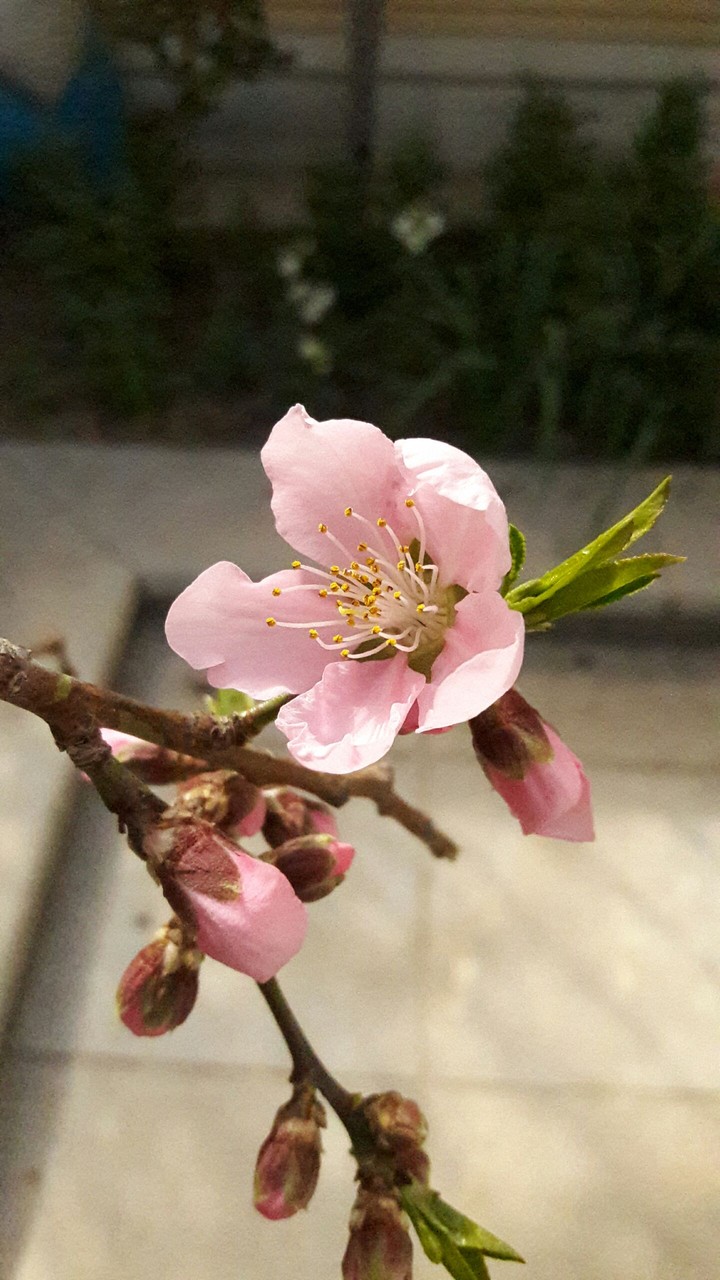 nectarine blossom