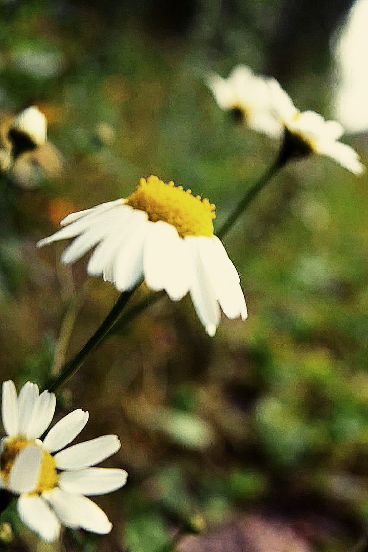 chamomile