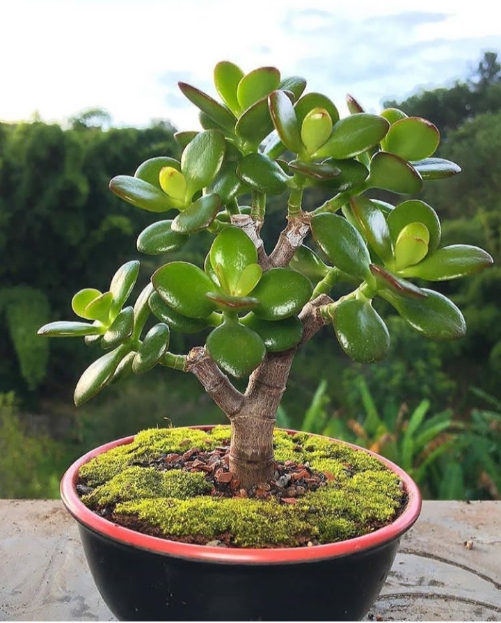 succulent