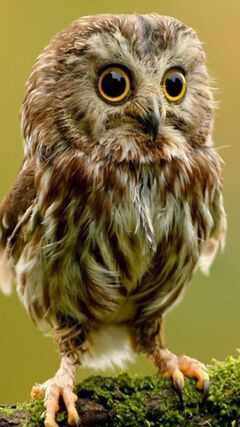 joli hibou