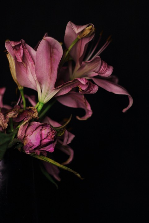 plant, flower Hintergrundbilder