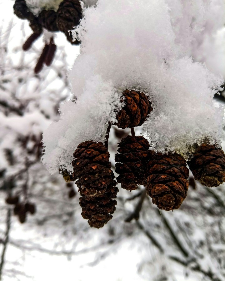 Snow