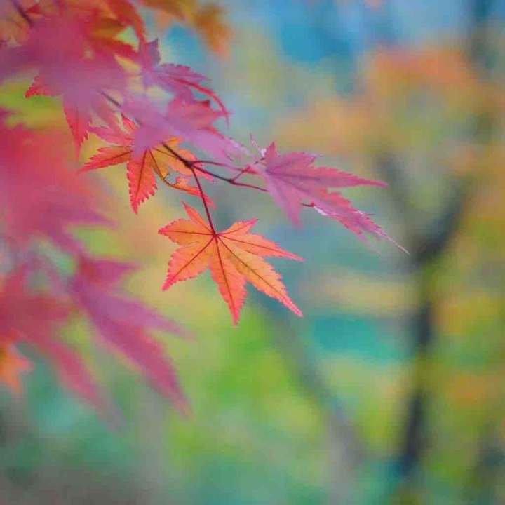 단풍