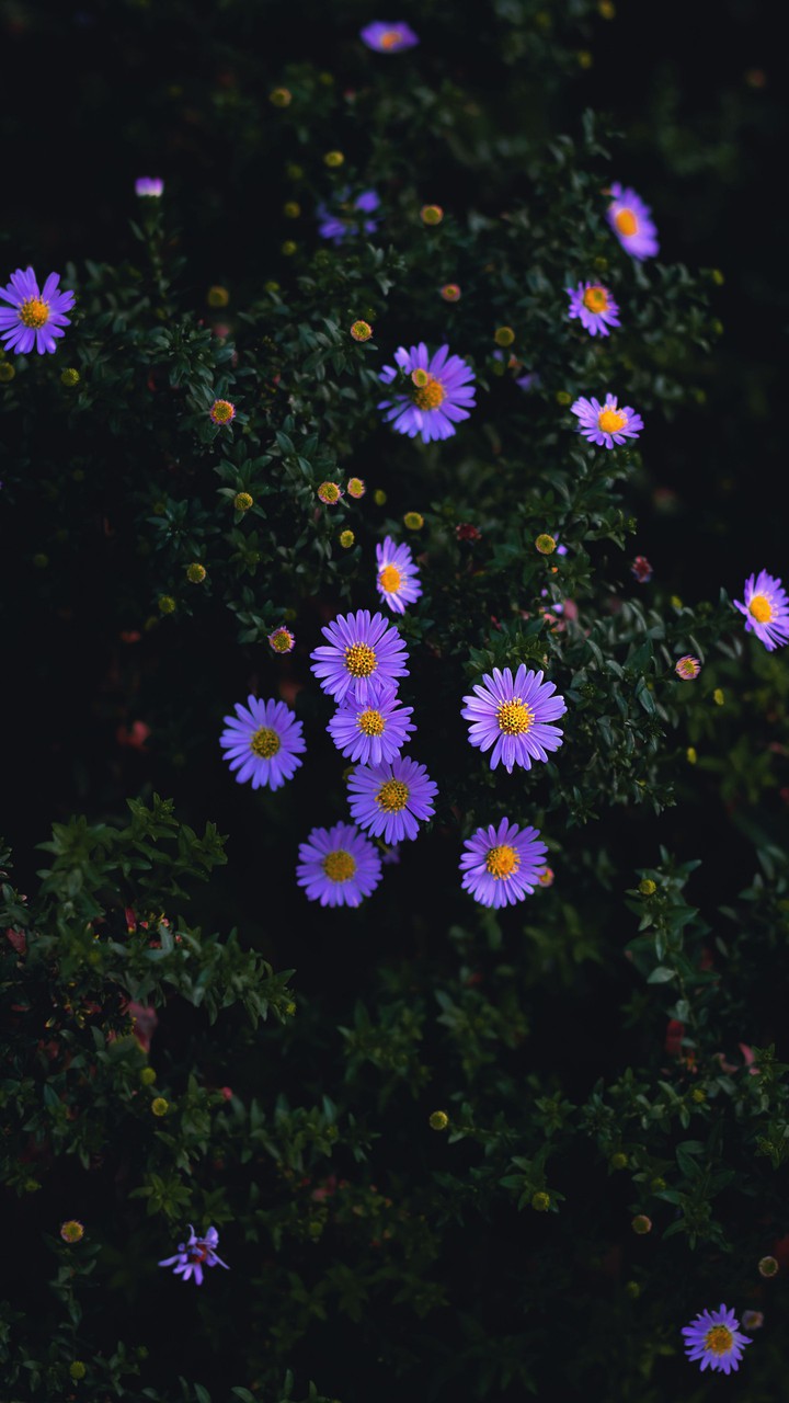 Michaelmas Daisy