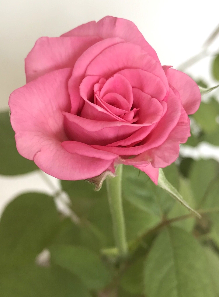 #rose