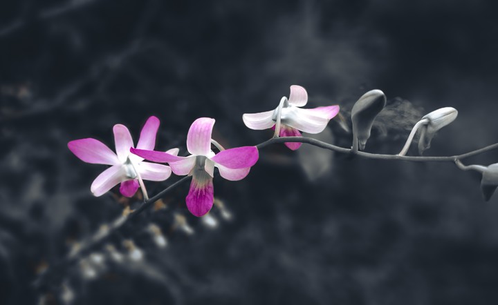 dendrobium orchid pink color with black