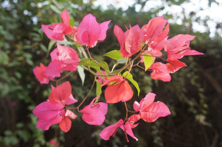 Pink Leaves