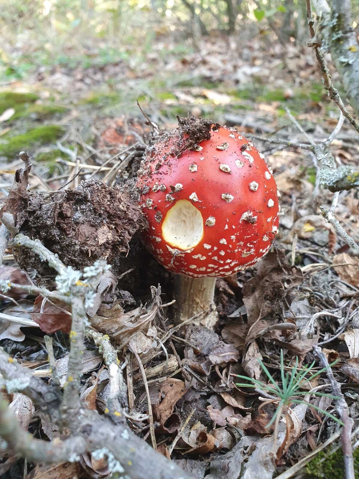 mushroom