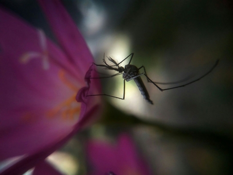 sfondi nectar, insect