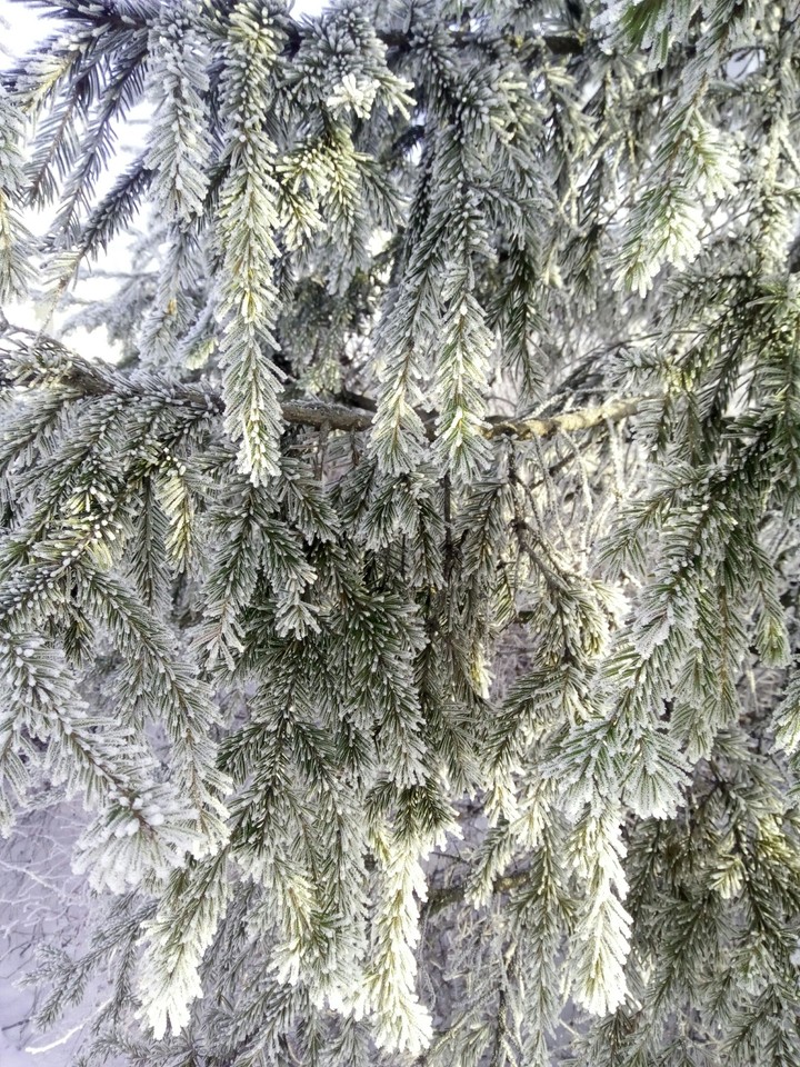 Frozen firtree
