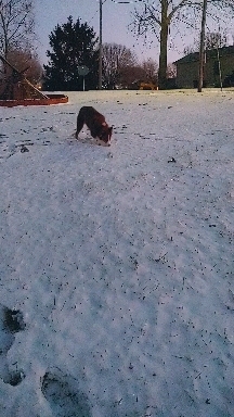 bear loves snow