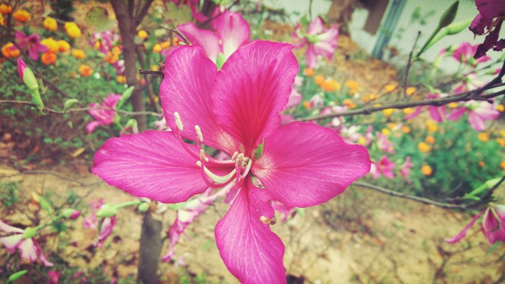 Pink Beauty