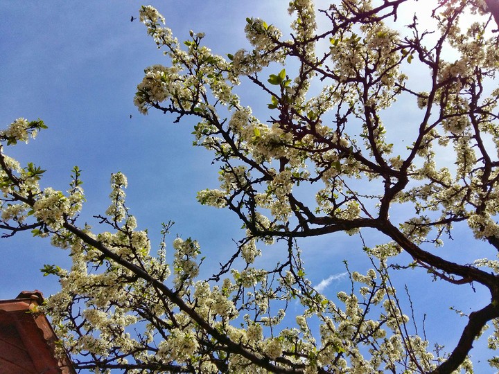 #spring