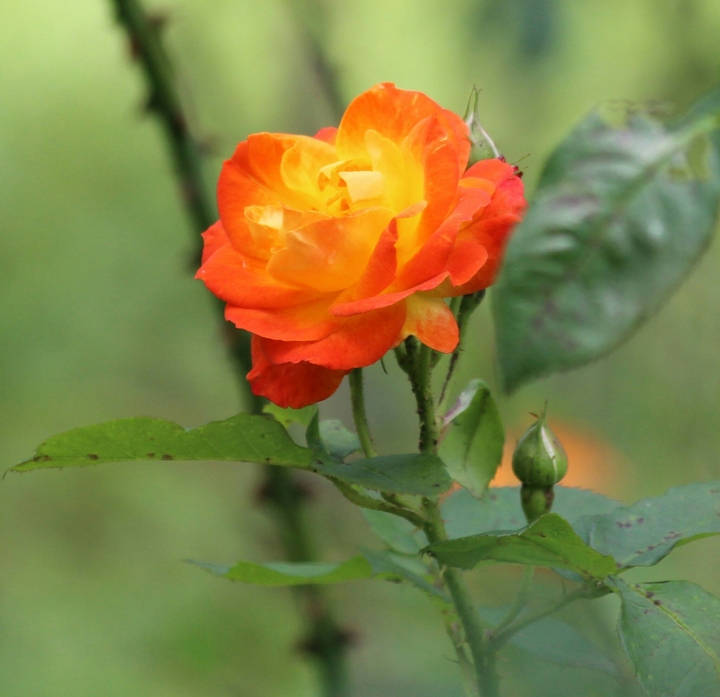 multi colour rose