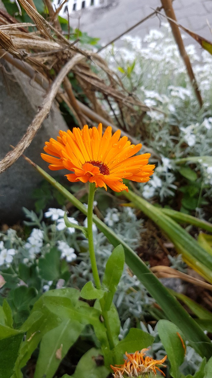 kwiat orange
