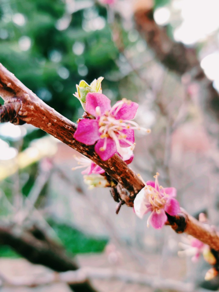 Pink peach flowers