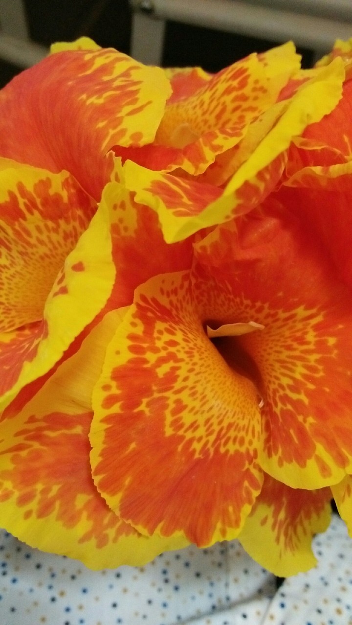 Soptful flower