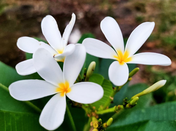 macro photography