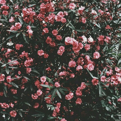 pink flowers