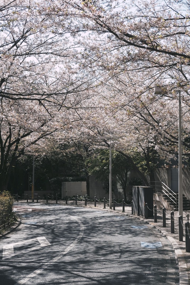 tapety spring, branch
