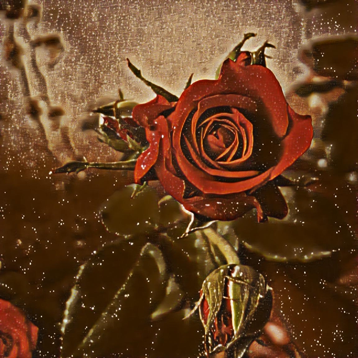Roses