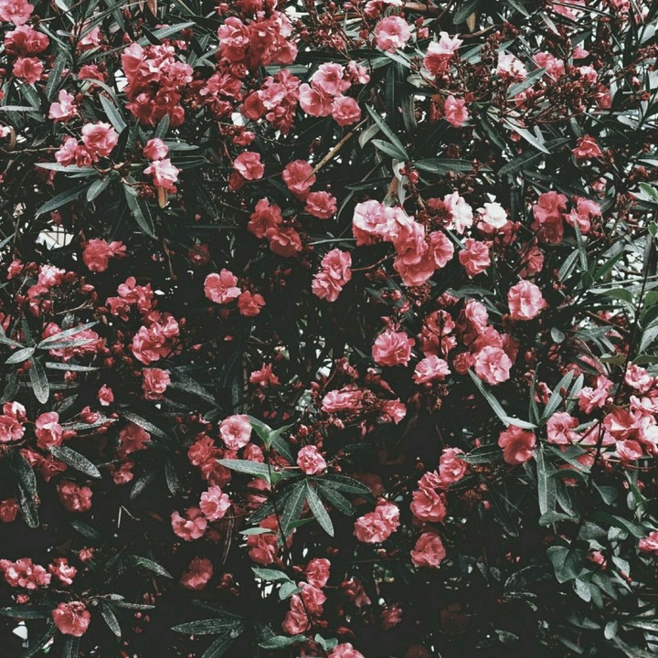 pink flowers