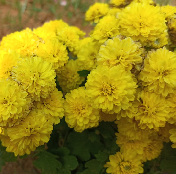 chrysanthemum