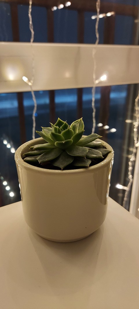 plant, echeveria Hintergrundbilder
