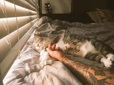 обои carnivoran, sleep