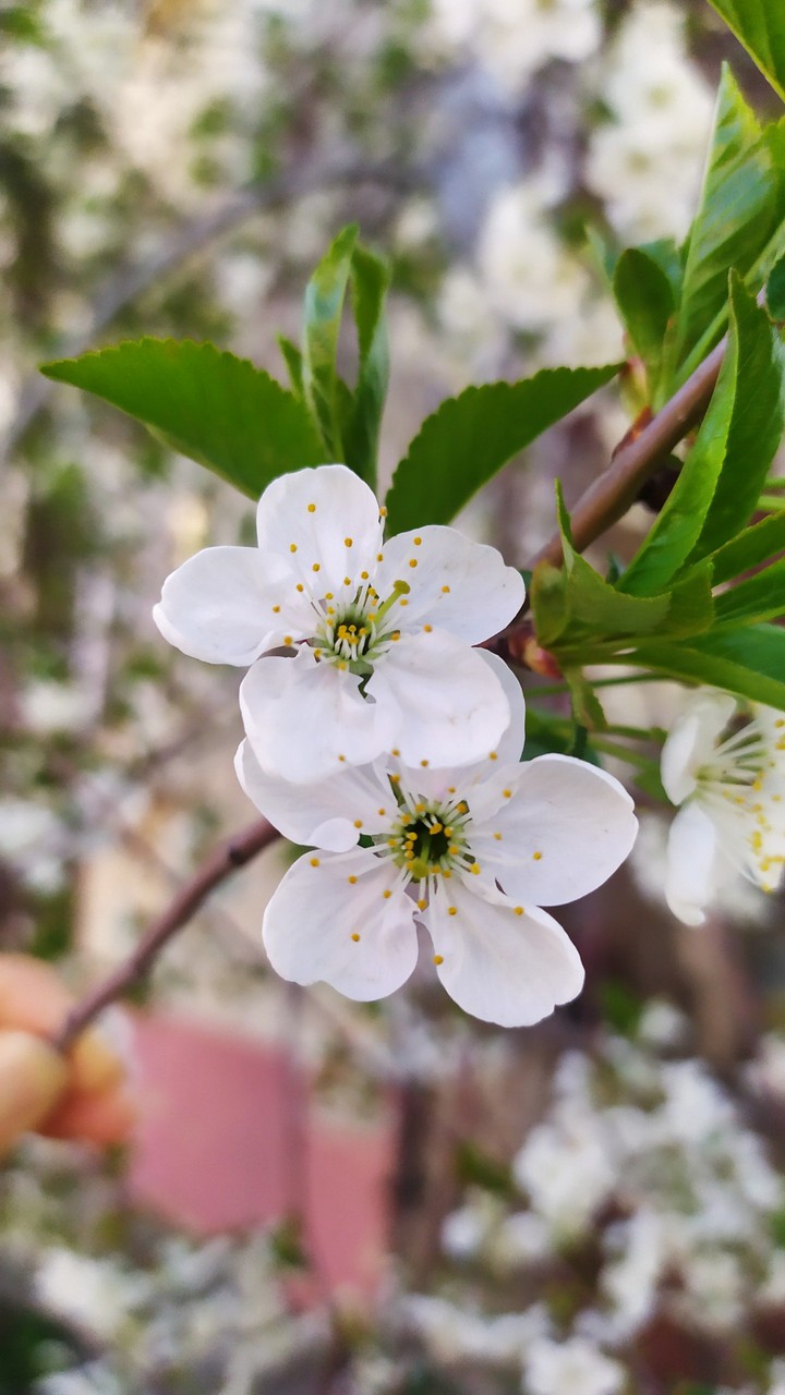 Spring flower