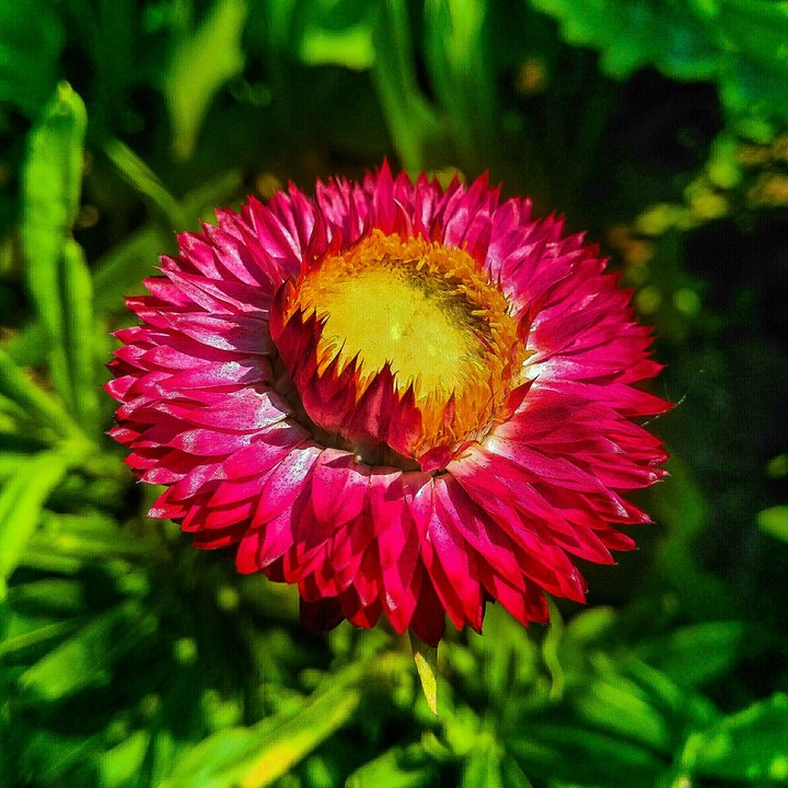 Flower hd