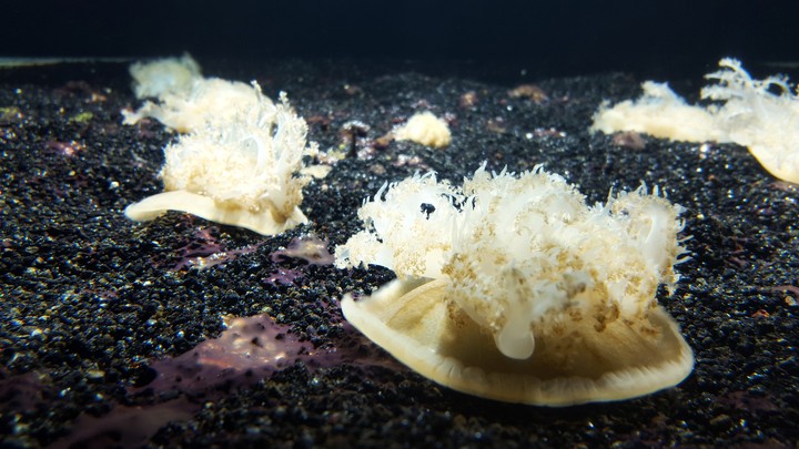 A Down Jellyfish