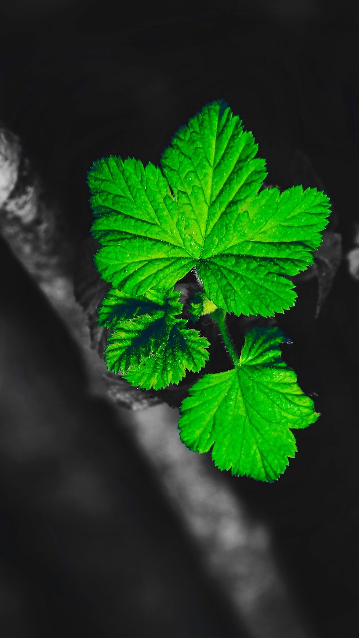 beauty of nature