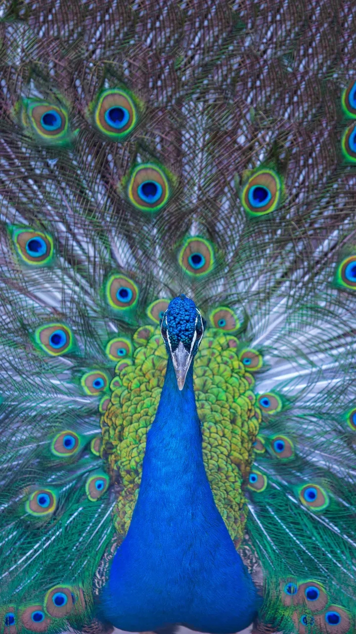 Peacock