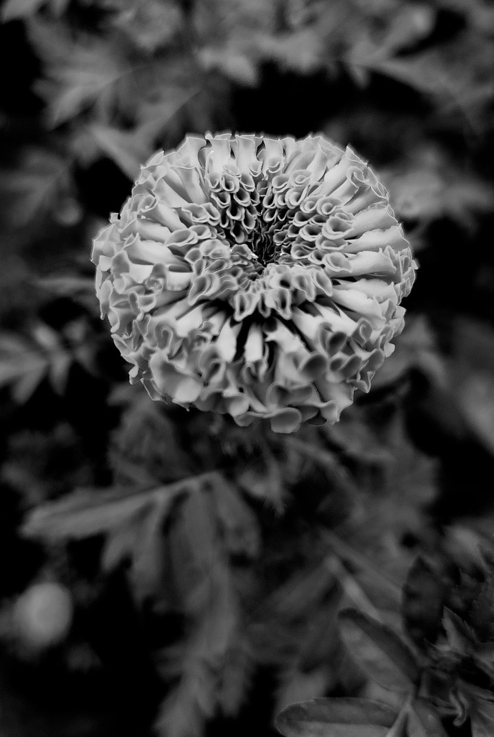 Nature