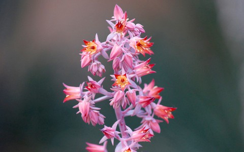 רקעים petal, orchid