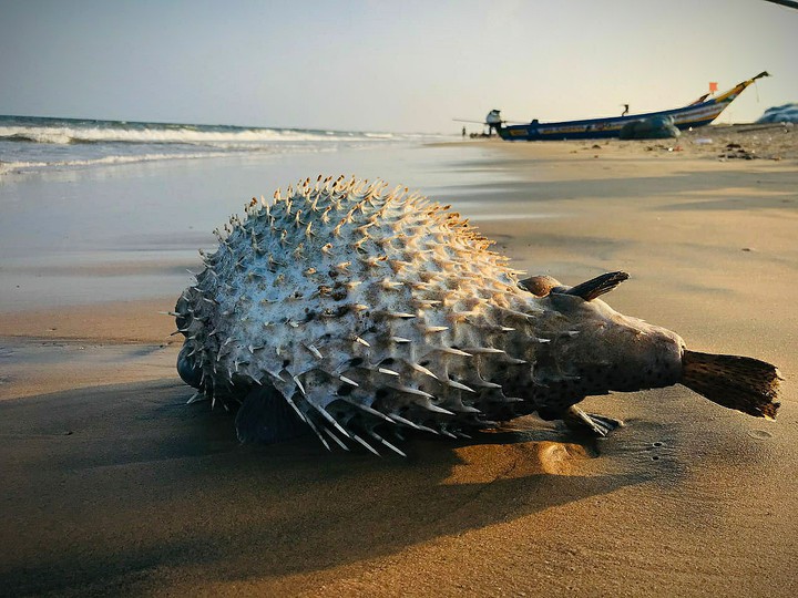 pufferfish